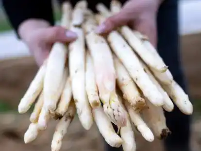 Die Spargelsaison steht vor der T&uuml;r.