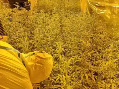 Die beschlagnahmte Marihuana-Plantage