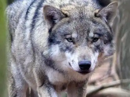 Hat ein Wolf vier Schafe an den Deichen im Landkreis Leer gerissen? Der Verdacht liegt nahe und alarmiert die Verantwortlichen f&uuml;r den Deichschutz.