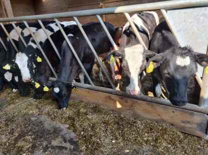 Die weibliche Nachzucht auf dem Betrieb bedeutet, dass aus diesen K&auml;lbern bald auch Milchk&uuml;he werden.