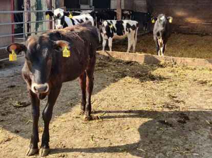Auch auf F&uuml;hrungen k&ouml;nnen die Tiere des Hofes besichtigt werden.