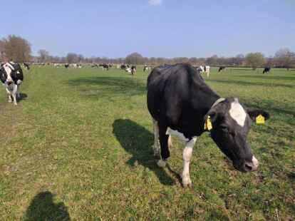 Auf der Weide genie&szlig;en die K&uuml;he die Sonne.