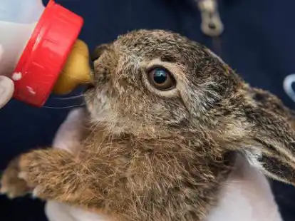 Kompliziert und kostspielig: Die Aufzucht von Feldhasen-Babys.