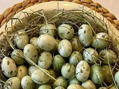 Butenjeveraner Erich Hinrichs kam mit einem spektakul&auml;ren Geschenk aus Hamburg nach Jever. Er &uuml;berreichte Pr&auml;ses Jan Edo Albers 101 Kiebitzeier. Die waren allerdings nicht auf den Weiden der Elbmarsch gesammelt, was zu gro&szlig;em Ungemach gef&uuml;hrt h&auml;tte. Mit seiner Frau hatte er Deko-Eier in Kiebitzeigr&ouml;&szlig;e fachgerecht zu Kiebitzeiern bemalt.