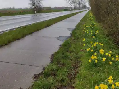 Man sieht sie &uuml;berall an der Stra&szlig;e: die gelben Osterglocken.