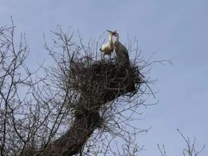 Kinderstube in luftiger H&ouml;he: Ohne Nisthilfe hat ein Storchenpaar in Sch&ouml;nemoor ein Nest in einer alten Eiche errichtet.