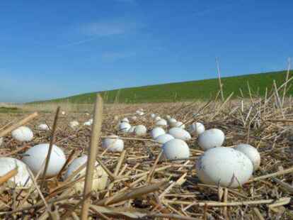 G&auml;nseeier im Teek an der Ems.