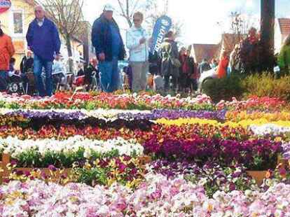 Die Stra&szlig;e geh&ouml;rt dem Gr&uuml;nzeug: Kein Fr&uuml;hlingsfest ohne Bl&uuml;hendes f&uuml;r Haus und Garten und Terrasse.