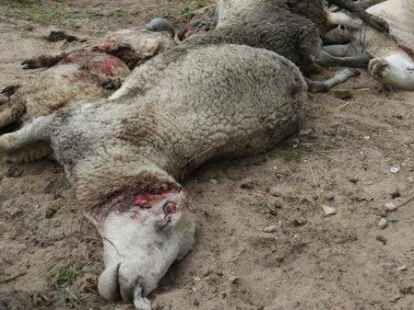 Schockierendes Bild aus R&ouml;nnelmoor: Der Wolf hatte in der Nacht von Montag auf Dienstag in R&ouml;nnelmoor mehrere Schafe der pr&auml;mierten Z&uuml;chterin Meike Avramut-Lampe gerissen.