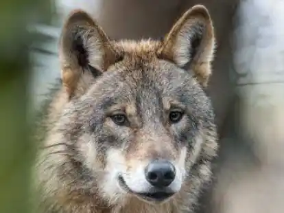 Ein Wolf hat in R&ouml;nnelmoor und Frieschenmoor mehrere Schafe und ein K&auml;lbchen gerissen (Symbolbild).