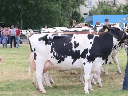Die Butjadinger Landfrauen besuchen am 27. Juli die Stollhammer Tierschau.