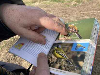 <p>Der Lebensraum Salzwiese ist auch bei vielen Vogelarten beliebt.Josepha Zastrow</p>
