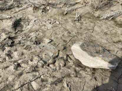 <p>Unter einem solchen Sein leben Tiere wie Flohkrebse.Josepha Zastrow</p>