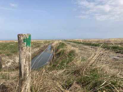 <p>Der gr&uuml;ne Pfosten rechts im Bild markiert den Lehrpfad durch die Salzwiese.Josepha Zastrow</p>