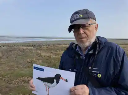 Der Austernfischer ist bei den Salzwiesenf&uuml;hrungen von Werner Menke ein oft gesehener Gast.