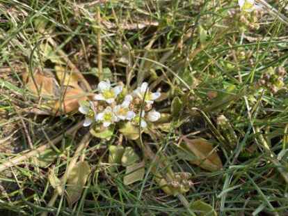 <p>Das L&ouml;ffelkraut ist einer der ersten Bl&uuml;her auf der Salzwiese.Josepha Zastrow</p>