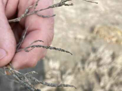 Der Queller hat sich optimal an die Salzwiese angepasst.