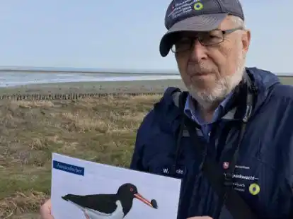 Der Austernfischer ist bei den Salzwiesenf&uuml;hrungen von Werner Menke ein oft gesehener Gast.