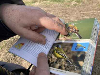 Der Lebensraum Salzwiese ist auch bei vielen Vogelarten beliebt.
