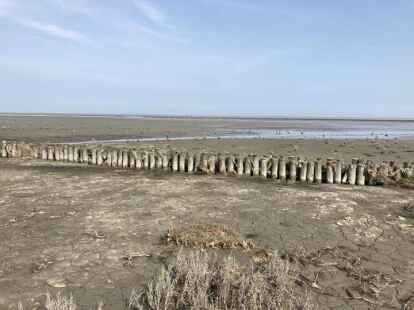Direkt hinter dem Strand beginnt die Salzwiese.