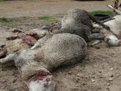 Ein grausiges Bild: die gerissenen Schafe von R&ouml;nnelmoor.