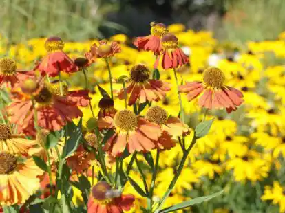 Blumen in H&uuml;lle und F&uuml;lle: Die Landfrauen aus Elsfleth planen eine Fahrt zur Landesgartenschau nach Torgau.