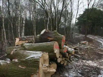 B&uuml;ndnis 90/Die Gr&uuml;nen fordern eine Baumschutzsatzung f&uuml;r das Gebiet der Gemeinde Bar&szlig;el.