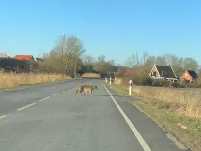 Um diesen Wolf geht es: Am 9. M&auml;rz &uuml;berquerte er bei Wybelsum die Rysumer Landstra&szlig;e &ndash; und wurde danach noch mehrfach in der Gegend gesichtet.