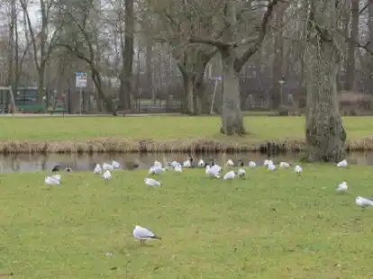 Bei nassem und kaltem Wetter geh&ouml;rt diese Schwanenteich-Wiese den M&ouml;wen und Enten. Sobald es trocken und warm ist, wird die Gr&uuml;nfl&auml;che zum Treffpunkt und auch zur Partyzone. Viel von dem, was Anwohner st&ouml;rt, spielt sich auch am Ufer des Fehntjer Tiefs ab.