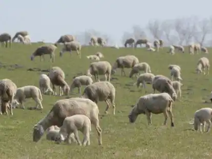 Auf den ostfriesischen Deichen &ndash; hier bei Petkum &ndash; ist der Tisch f&uuml;r den Wolf zur Zeit reich gedeckt. Weil Schafe f&uuml;r die Deichsicherheit von entscheidender Bedeutung sind, haben Attacken durch den Wolf hier besonders gravierende Folgen.