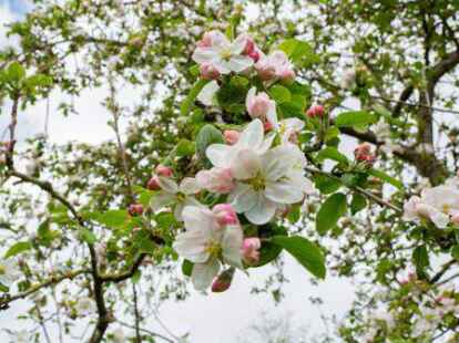 Apfelbl&uuml;te auf der Streuobstwiese am Schwagerweg in Uphusen.