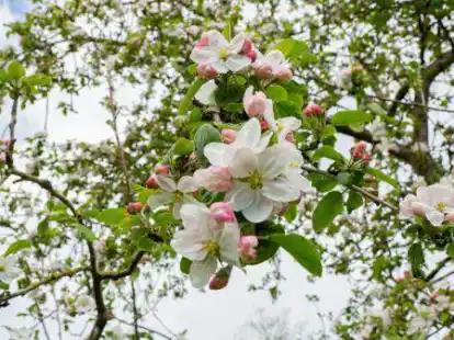 Apfelbl&uuml;te auf der Streuobstwiese am Schwagerweg in Uphusen.