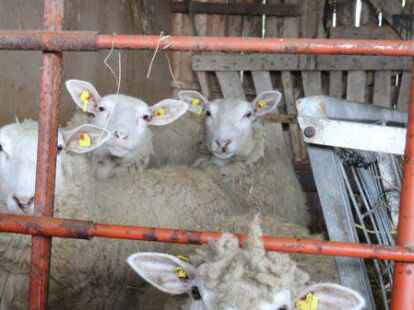 Nach den Wolfsrissen von R&ouml;nnelmoor bleiben  die Schafe  der Z&uuml;chterin Meike Avramut-Lampe vorerst lieber im Stall.