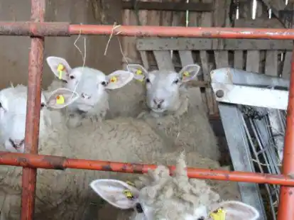 Nach den Wolfsrissen von R&ouml;nnelmoor bleiben  die Schafe  der Z&uuml;chterin Meike Avramut-Lampe vorerst lieber im Stall.
