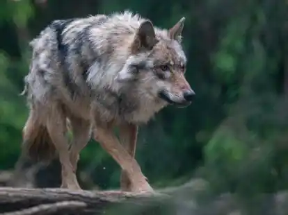 Die FDP sieht sich durch eine aktuelle Entscheidung der Landesregierung in ihrer Forderung best&auml;tigt, speziell f&uuml;r Deichschafe den Schutz vor Wolfsrissen dringend zu verbessern.