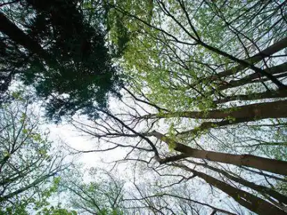 Wie klima- und umweltfreundlich geht es eigentlich in der Stadt Leer zu? Wie viele stadteigene B&auml;ume und Gr&uuml;nfl&auml;chen gibt es und beteiligt sich die Stadtverwaltung an Klimaschutzprojekten? Die Nordwest-Zeitung hat nachgefragt.