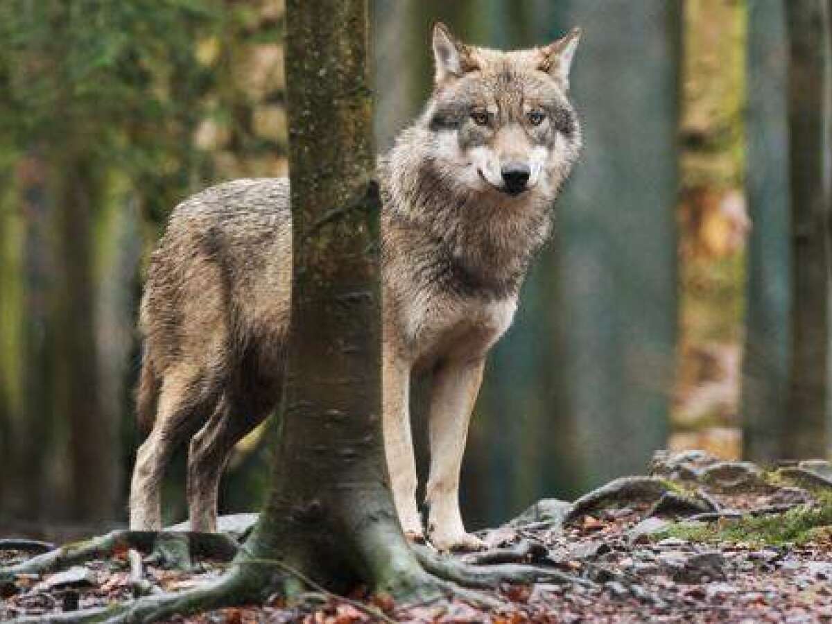 Das müssen Sie bei der Begegnung mit einem Wolf beachten
