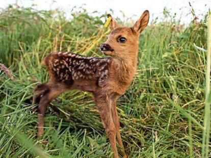 Ein Rehkitz im hohen Gras. Dieses Tier wurde rechtzeitig vor der Mahd entdeckt und gerettet. Mit Drohnen und W&auml;rmebildkameras  gelingt das immer &ouml;fter.