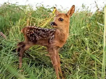 Ein Rehkitz im hohen Gras. Dieses Tier wurde rechtzeitig vor der Mahd entdeckt und gerettet. Mit Drohnen und W&auml;rmebildkameras  gelingt das immer &ouml;fter.