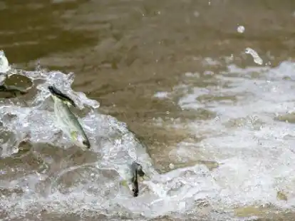 4500 junge Lachse wurden in der Hunte und ihren Nebengew&auml;ssern eingesetzt.