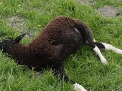 Auch dieses Zwartbless-Schaf ist in Neustadt get&ouml;tet worden.