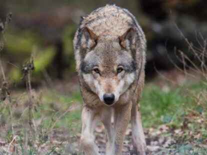 Ein Wolf hat in der Wesermarsch mehrere Schafe und ein K&auml;lbchen gerissen.