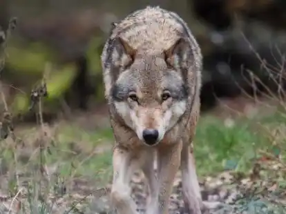 Ein Wolf hat in der Wesermarsch mehrere Schafe und ein K&auml;lbchen gerissen.