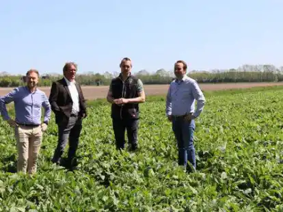 Futter f&uuml;r Insekten: Andre Brunemund (von links), Arnd von Hugo, Josef Kurmann und J&ouml;rn Ehlers auf einem Feld mit durchwachsener Silphie.