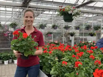 D&uuml;rfen auch in diesem Jahr nicht fehlen: Carolin Melle liegt der traditionelle Verkauf ihrer Geranien am Herzen.