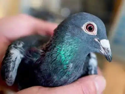 Die Brieftaubenreisevereinigung Delmenhorst-Ganderkesee ist jetzt in die Saison 2022 gestartet (Symbolbild).