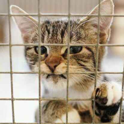 Jahr f&uuml;r Jahr werden zahlreiche Fundtiere im Landkreis Leer aufgelesen und an Tierschutzvereine &uuml;bergeben.