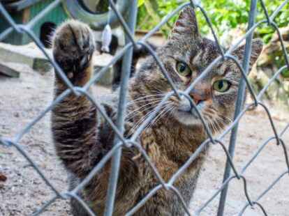 Wie geht es mit dem Umgang mit Fundkatzen k&uuml;nftig weiter?