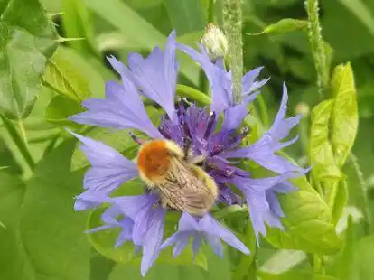 Bienen sollen wieder mehr Futterquellen in bl&uuml;henden Wiesen bekommen. Daf&uuml;r gibt es Saatgut vom Landkreis Aurich.