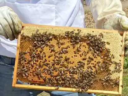 Emsig bei der Arbeit: Die Bienen in Etzhorn haben schon viele Waben gebaut und f&uuml;llen sie mit Honig.